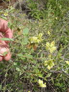 Image of Sphedamnocarpus galphimiifolius (Juss.) Szyszyl.