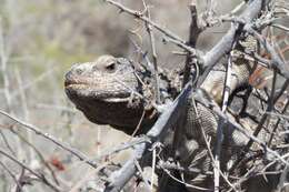 Image of Monserrat Chuckwalla