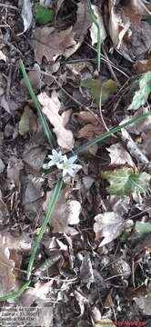 Image of Ornithogalum fimbriatum Willd.