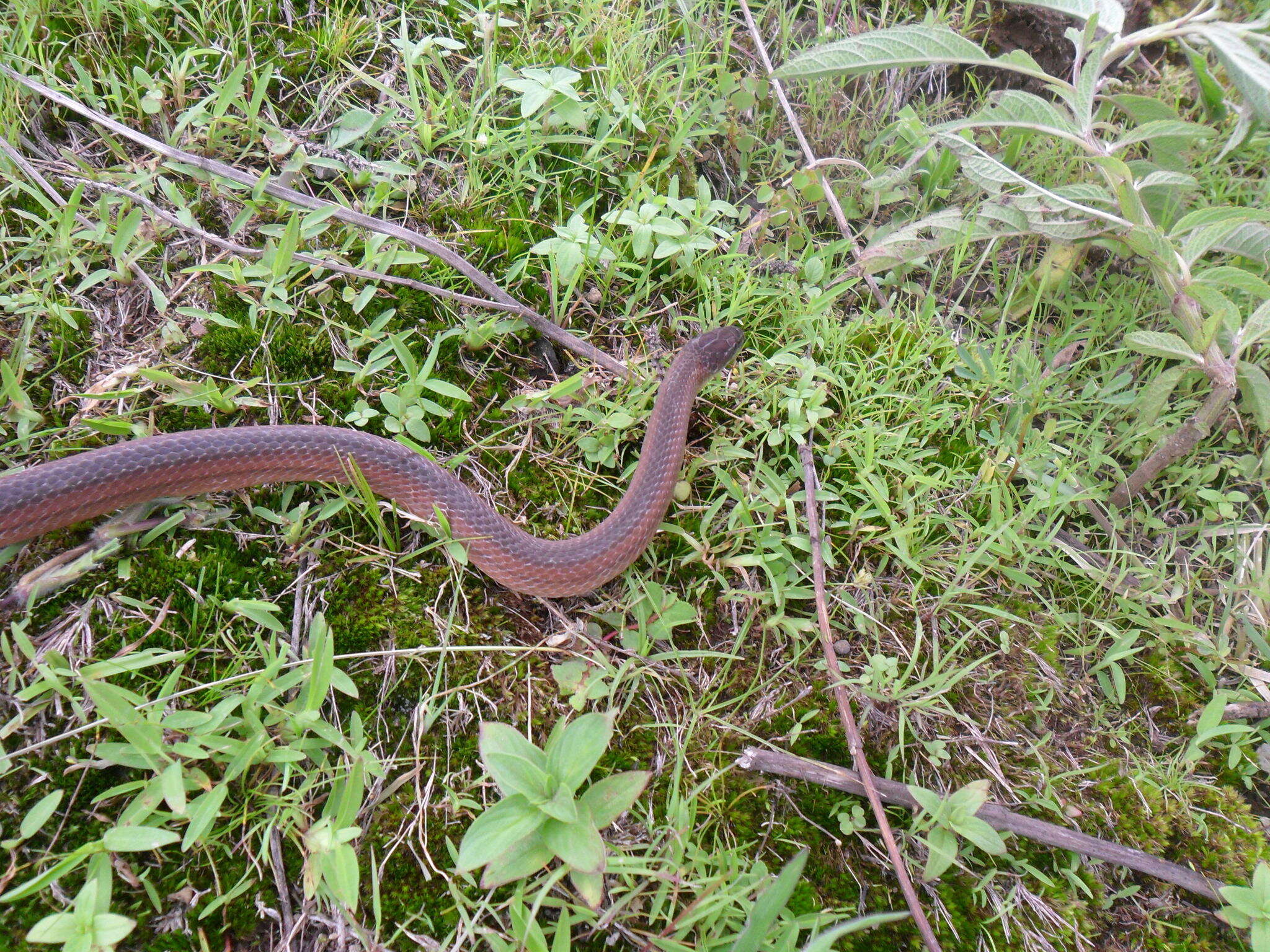 Image of Crowned Graceful Brown Snake