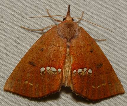 Image of Large Necklace Moth