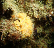 Image of Phidolopora pacifica (Robertson 1908)