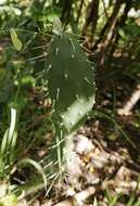 Opuntia triacanthos resmi