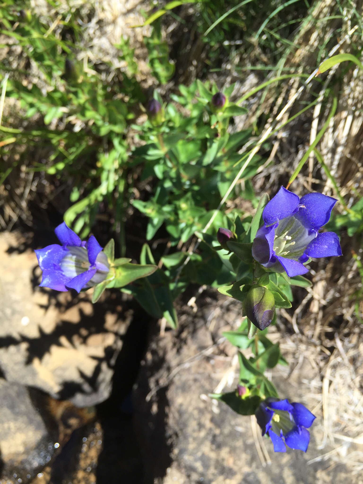 Image of Bog Gentian