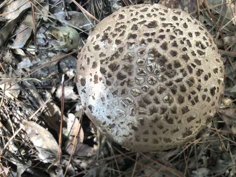 Image of Amanita westii (Murrill) Murrill 1945