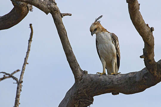 Nisaetus cirrhatus ceylanensis (Gmelin & JF 1788) resmi