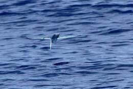 Image of Atlantic Flyingfish