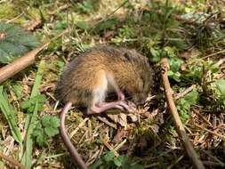 Image of Pacific Jumping Mouse