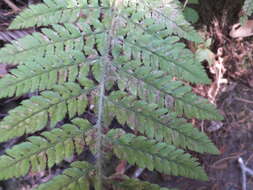 Image of Dudley's swordfern