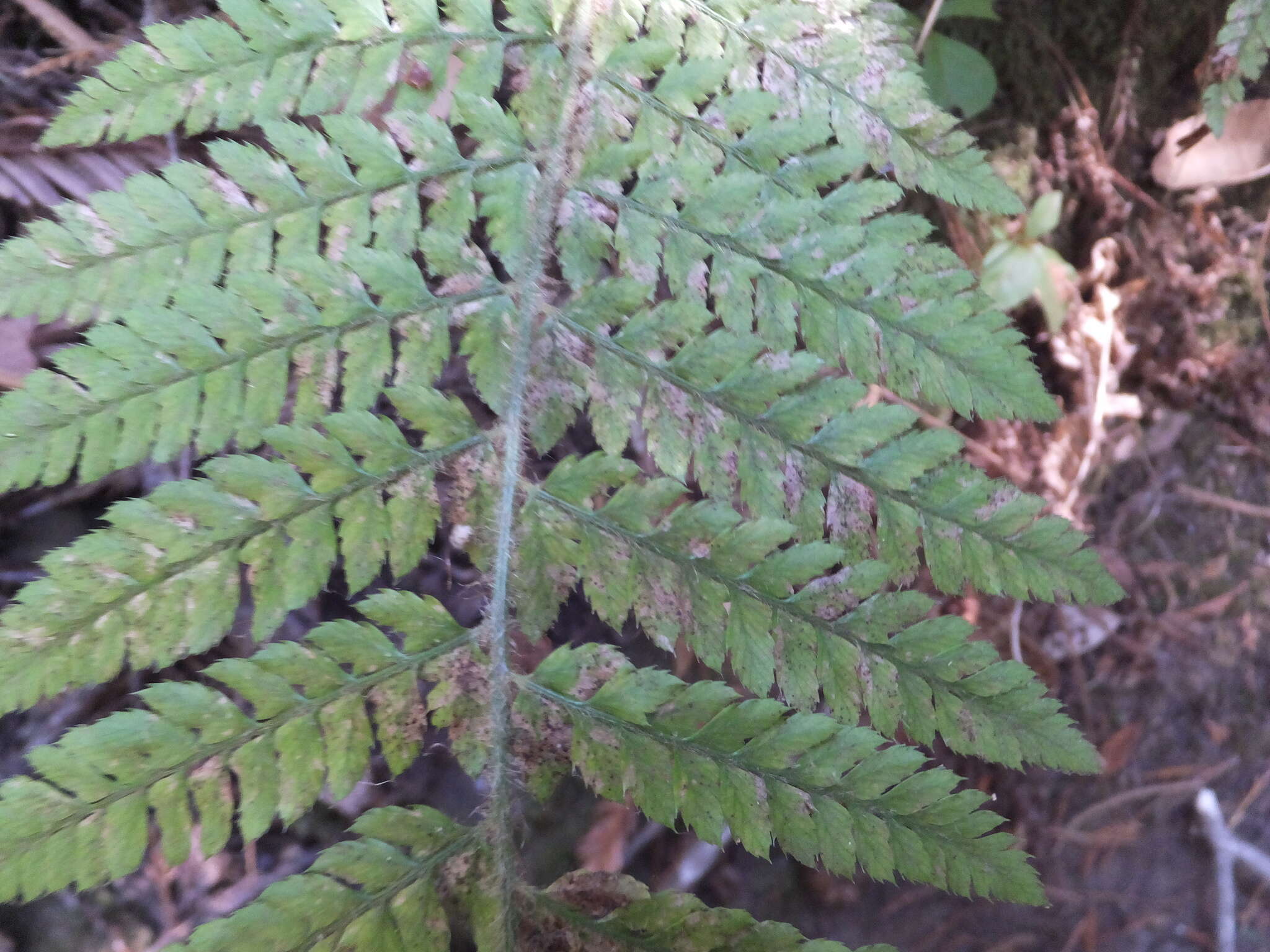 Sivun Polystichum dudleyi Maxon kuva