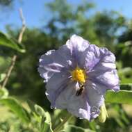 Image of Hinds' nightshade