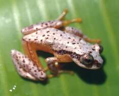 Image of Afrixalus uluguruensis (Barbour & Loveridge 1928)