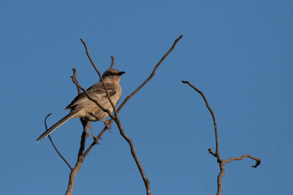 Image of Chalk-browed Mockingbird