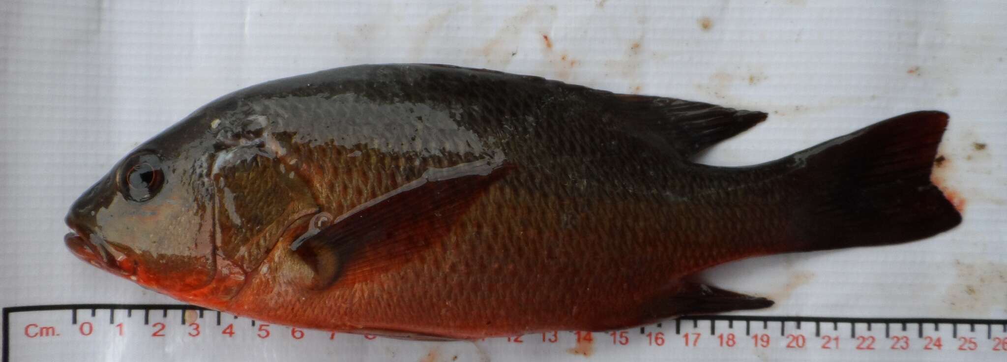 Image of Colorado snapper