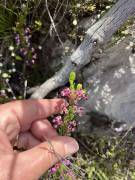 Image of Erica gracilipes Guthrie & Bolus