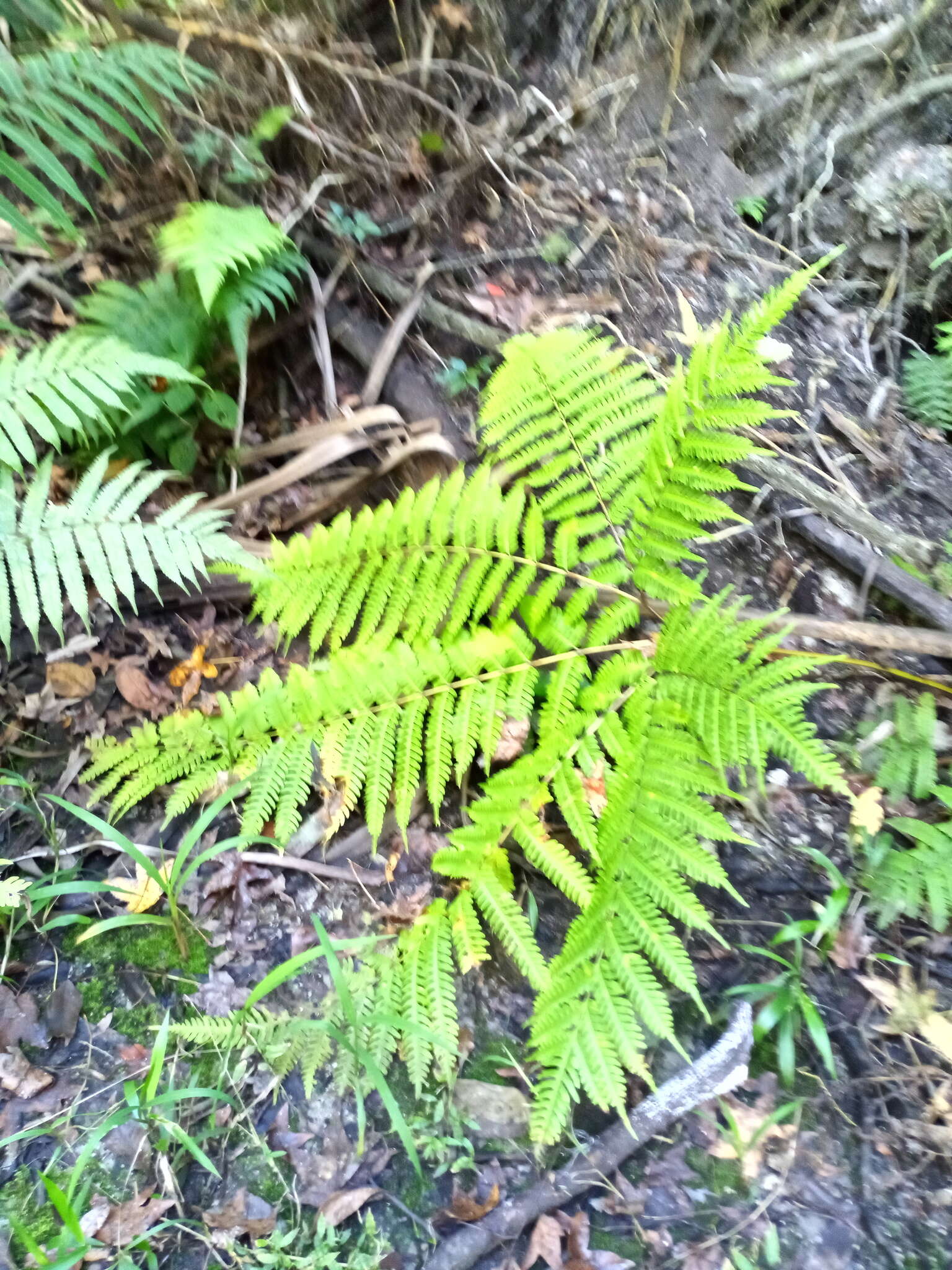 Pteris tripartita Sw. resmi