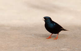 Image of Village Indigobird