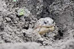 Image of American Toad