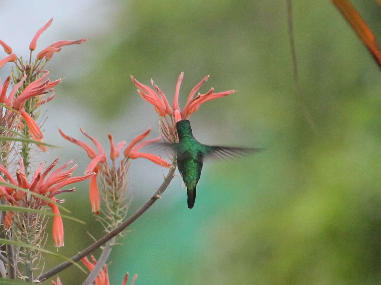 Image of White-vented Plumeleteer