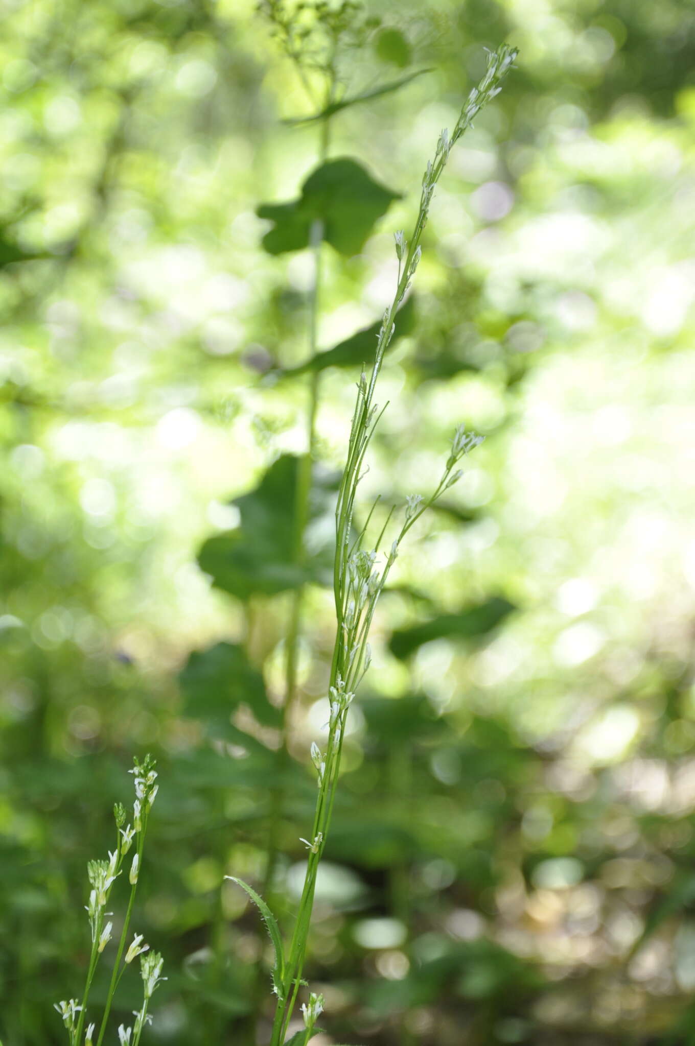 Image of Arabis sagittata (Bertol.) DC.