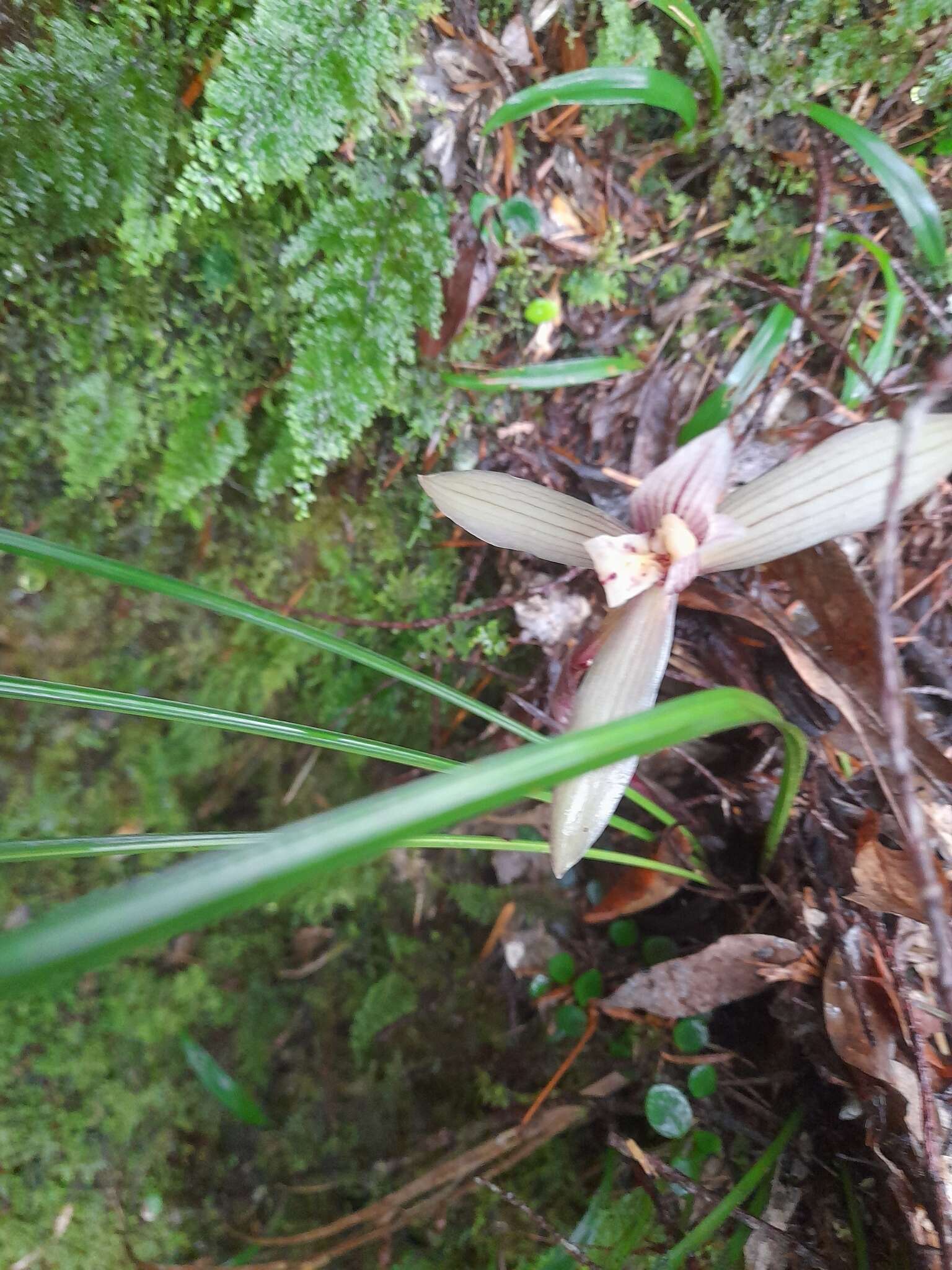 Image of Cymbidium serratum Schltr.