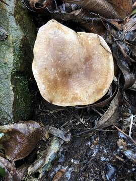 Plancia ëd Clitocybe eucalyptorum Cleland 1931