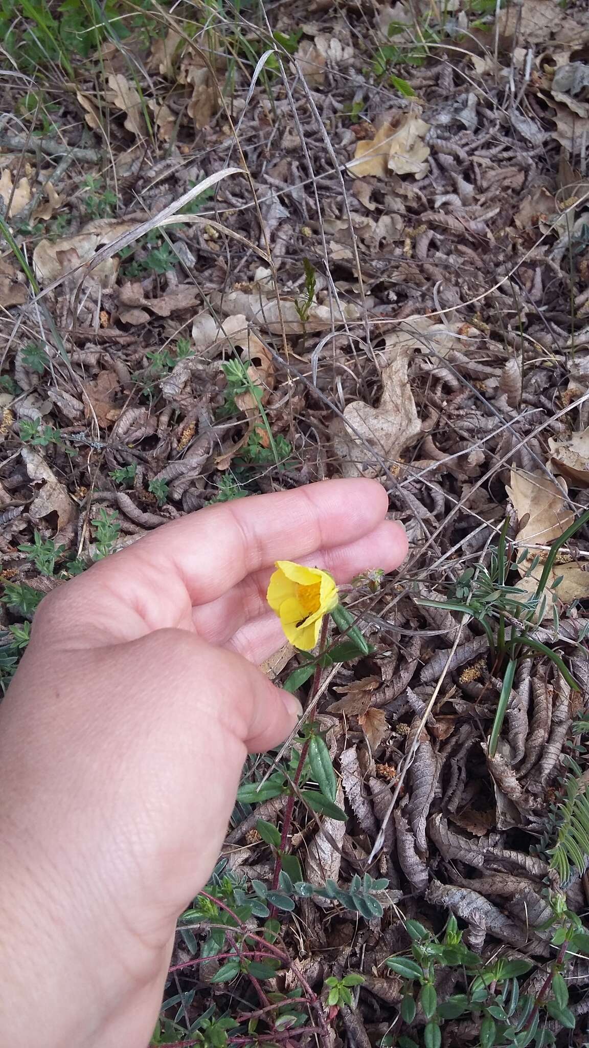 Imagem de Helianthemum nummularium subsp. grandiflorum (Scop.) Schinz & Thell.