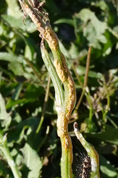 Image of Puccinia lagenophorae Cooke 1884