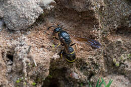 Sivun Symmorphus murarius (Linnaeus 1758) kuva