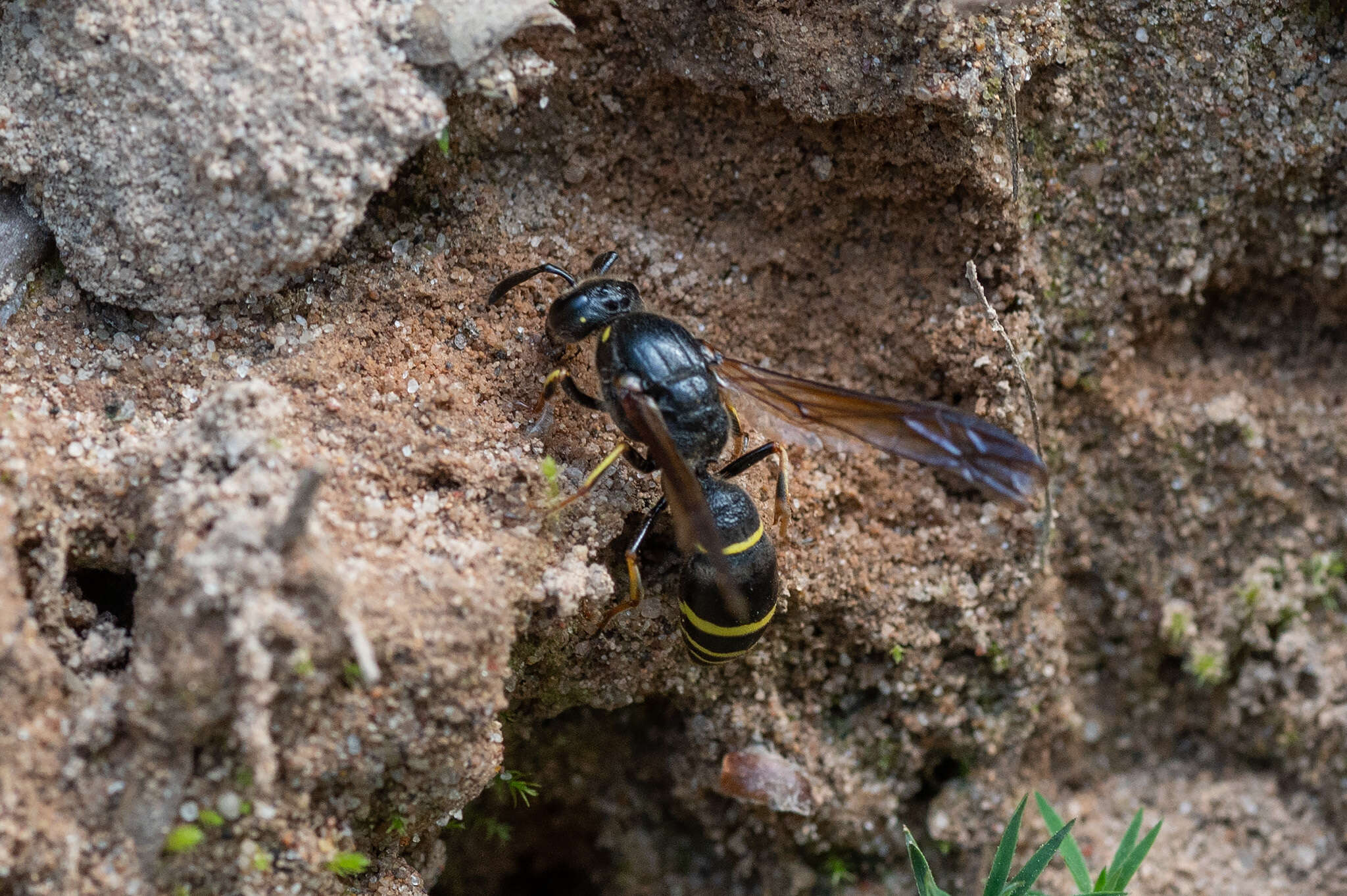 Sivun Symmorphus murarius (Linnaeus 1758) kuva