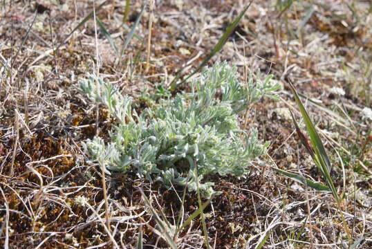 Image of forked wormwood