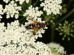 Слика од Eristalis pertinax (Scopoli 1763)