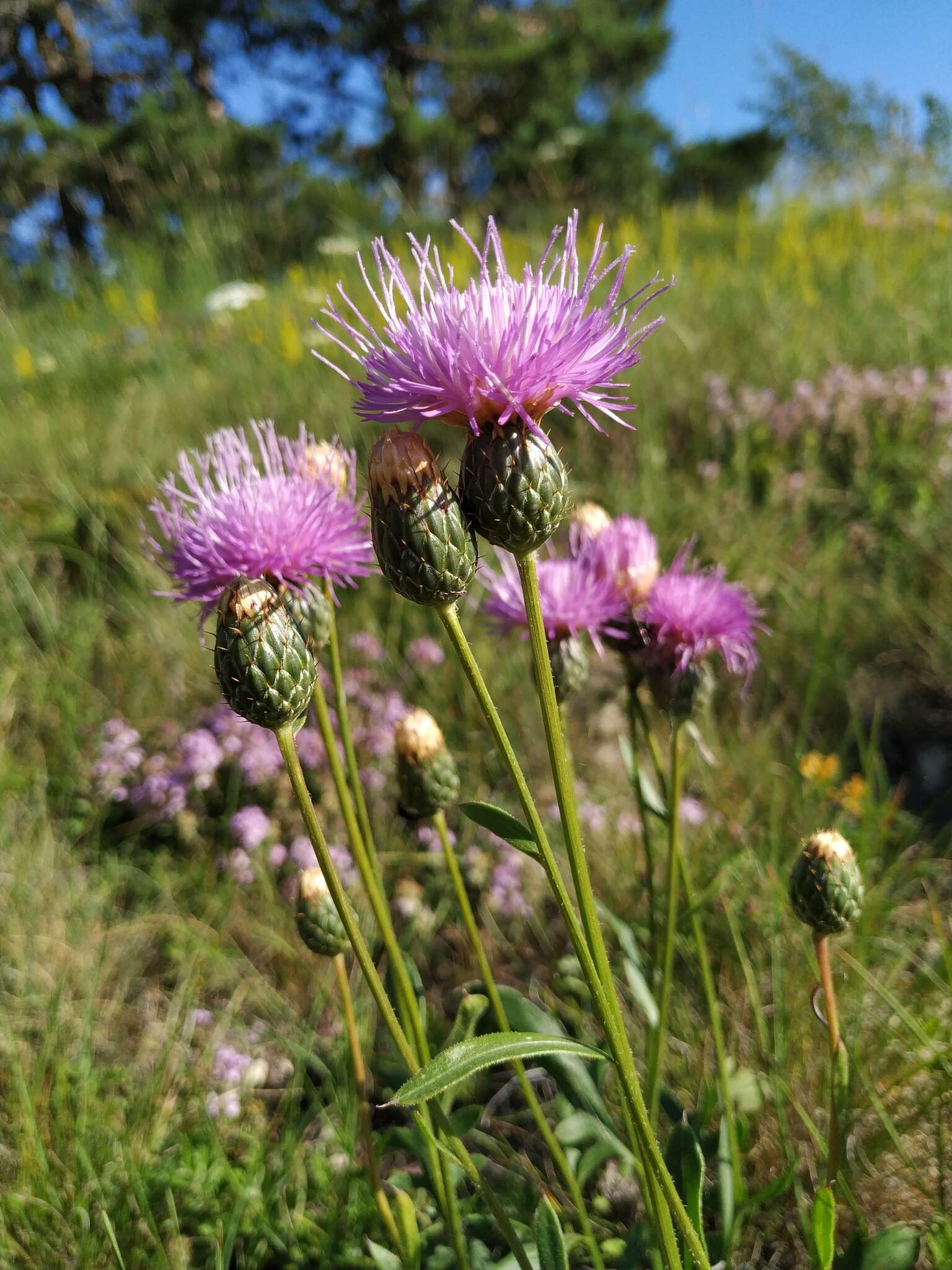 Image of Klasea radiata (Waldst. & Kit.) A. & D. Love