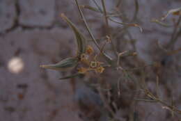 Image of Cynanchum orangeanum (Schltr.) N. E. Br.