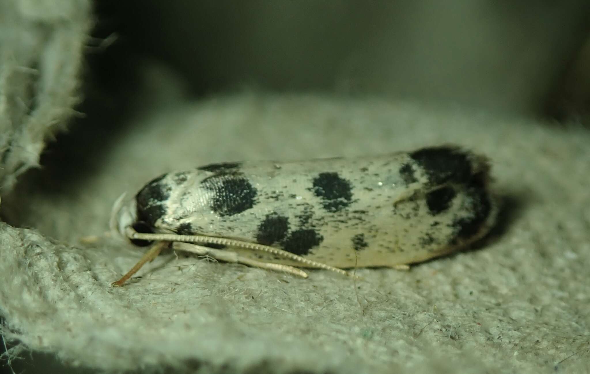 Image of Ethmia hammella Busck 1910