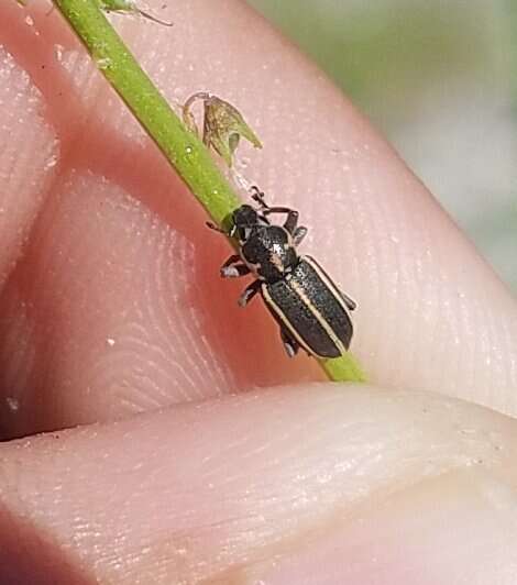 Image of Eudiagogus maryae Warner 1979