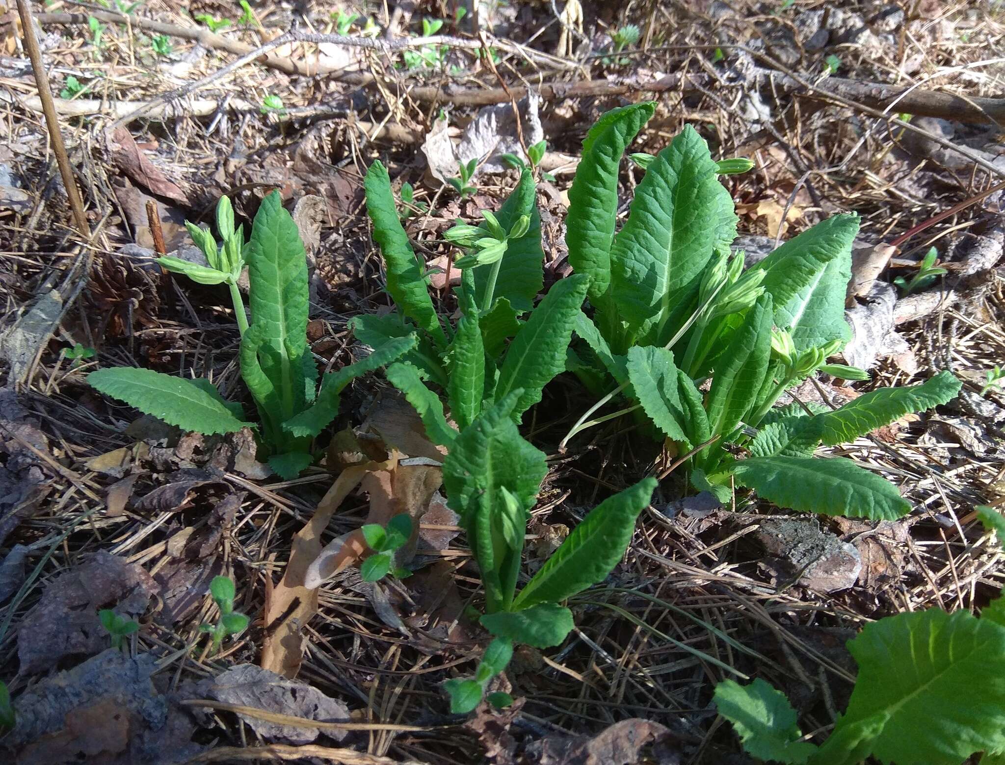 Image of Primula elatior subsp. pallasii (Lehm.) W. W. Sm. & Forrest