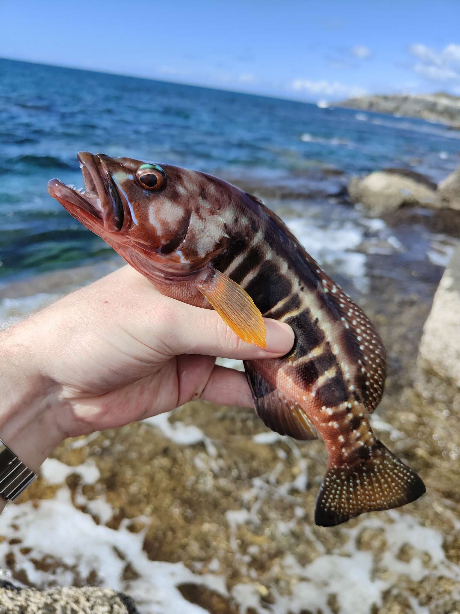 Serranus atricauda Günther 1874 resmi