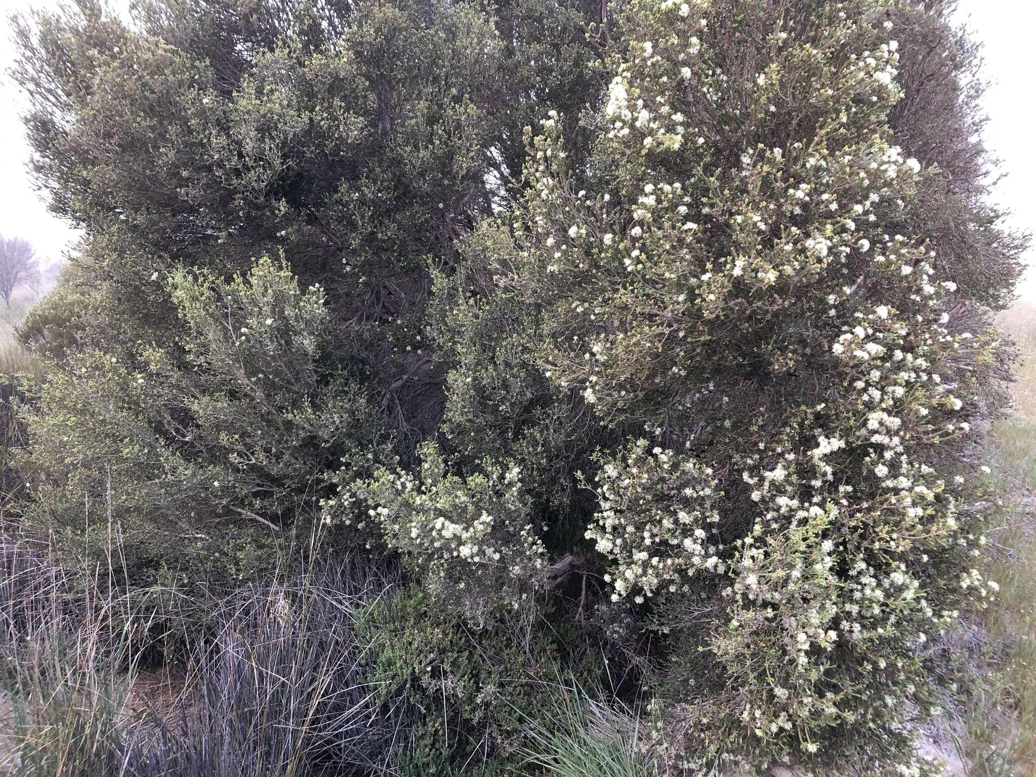 Image of d'Alton's melaleuca