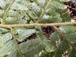 Image of Microlepia trichocarpa Hayata