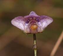 Image of Genlisea hispidula Stapf