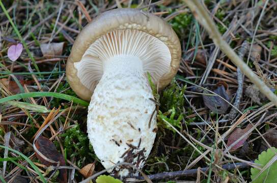 Image of Hygrophorus limacinus (Scop.) Fr. 1838