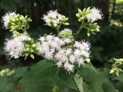 Plancia ëd Ageratina altissima (L.) R. King & H. Rob.