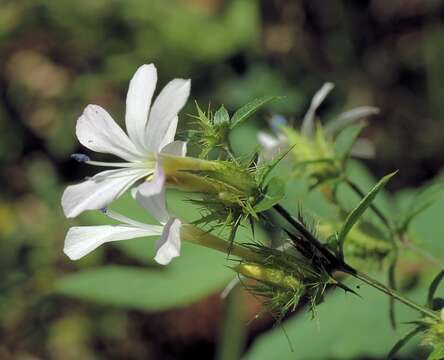 Image of Barleria saxatilis Oberm.