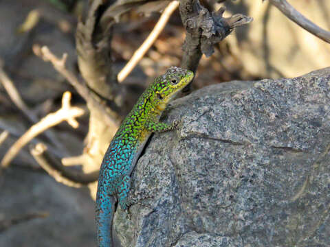 Image of Thin Tree Iguana