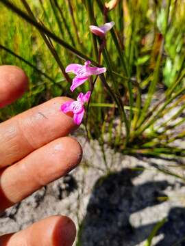 Image of Disa inflexa (Lindl.) Mundt ex Bolus