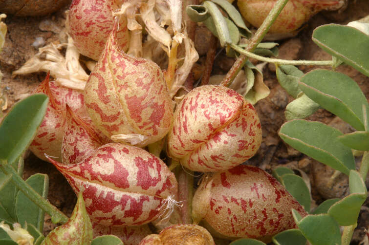 Image of <i>Astragalus <i>lentiginosus</i></i> var. lentiginosus