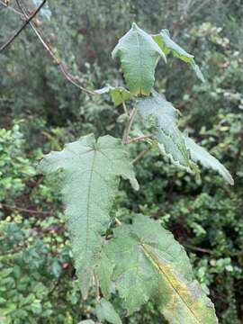 Image of Corynabutilon ochsenii (R. Phil.) Kearney