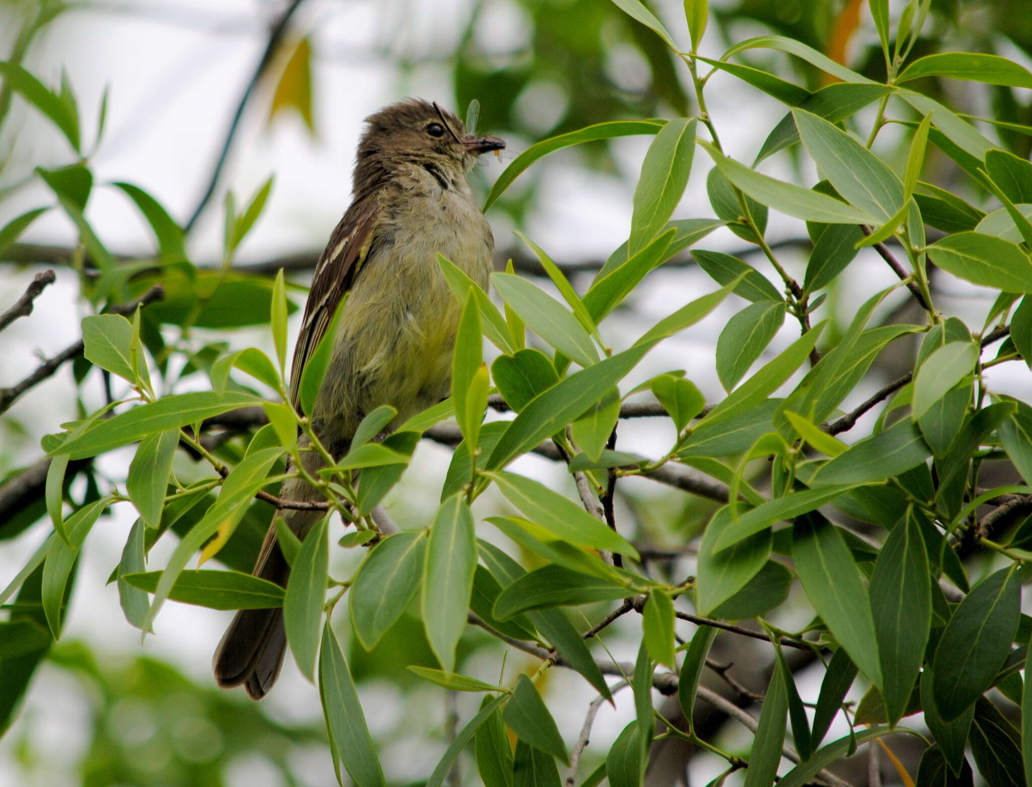 Image of Small-headed Elaenia