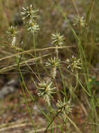 Ptilotus fusiformis (R. Br.) Poir.的圖片